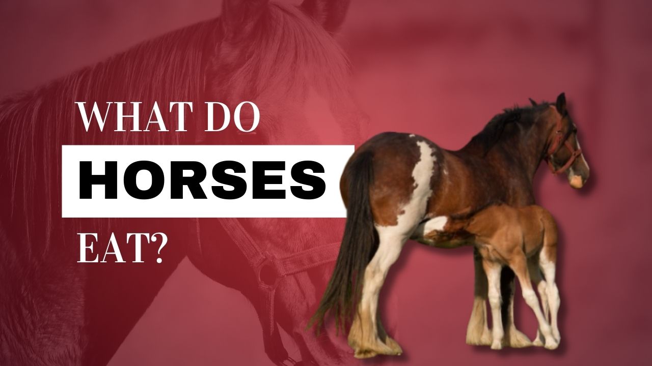 Can Horses Eat Watermelon Rinds  : A Guide for Horse Owners