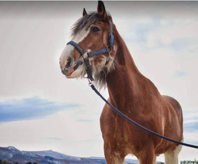 Different Draft Horse Breeds: Strength, Stamina, and Legacy Unveiled