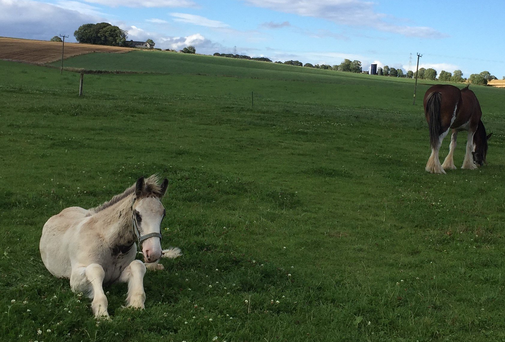 Clydesdale Foal in the field at Strathorn Farm