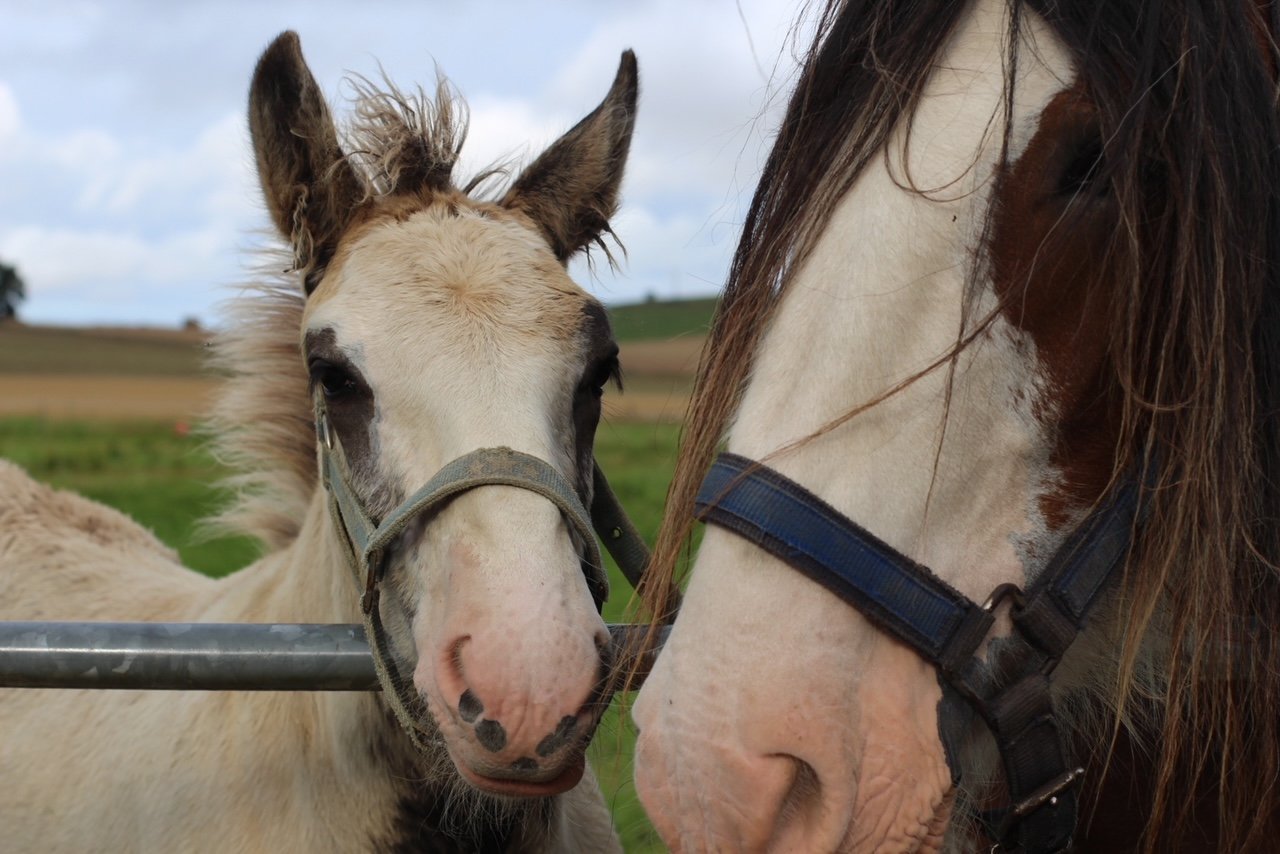 Mum and Baby Clydesdale at strathorn