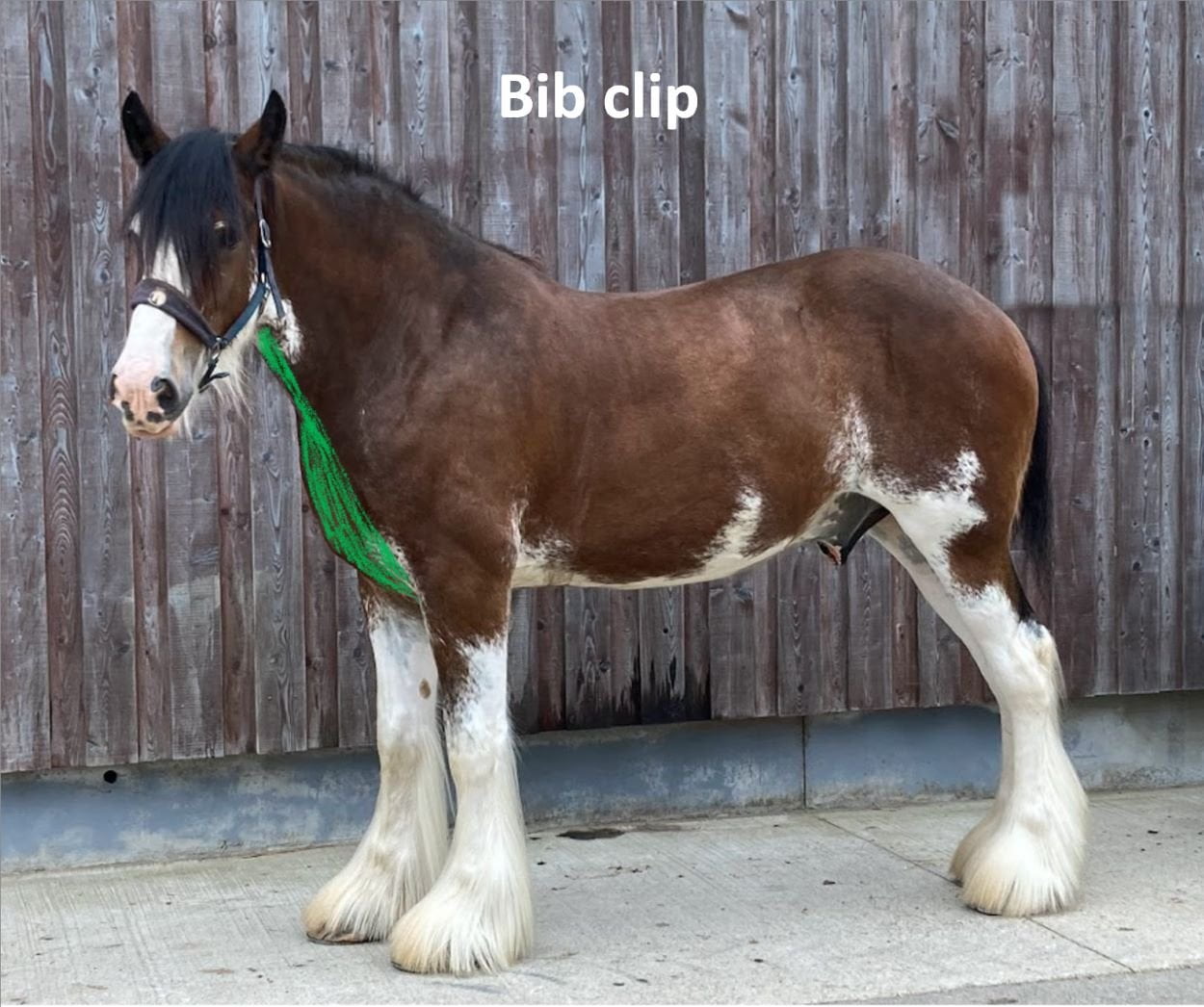 Clydesdale displaying a bib clip