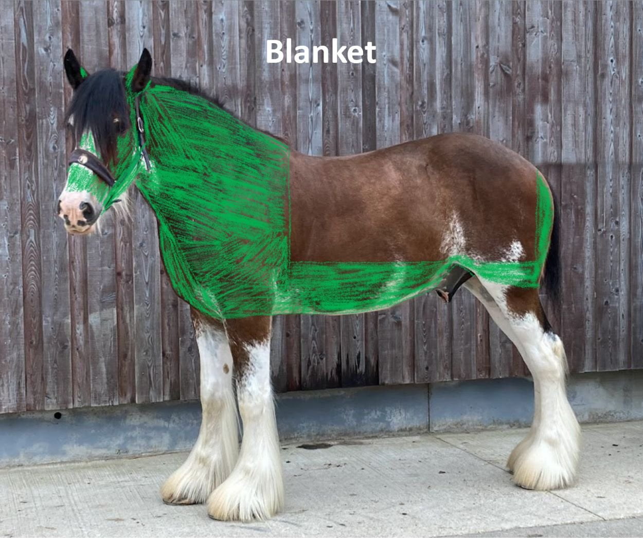 Clydesdale displaying a blanket clip