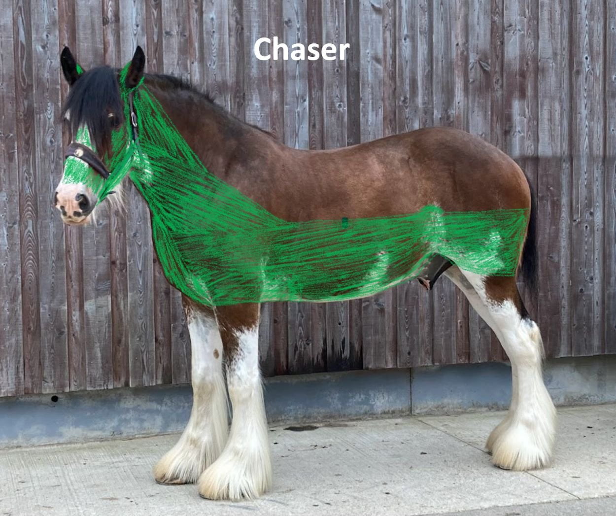 Clydesdale displaying a chaser clip