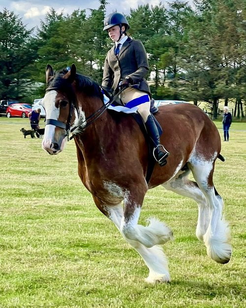 Edward under saddle with a cavesson noseband