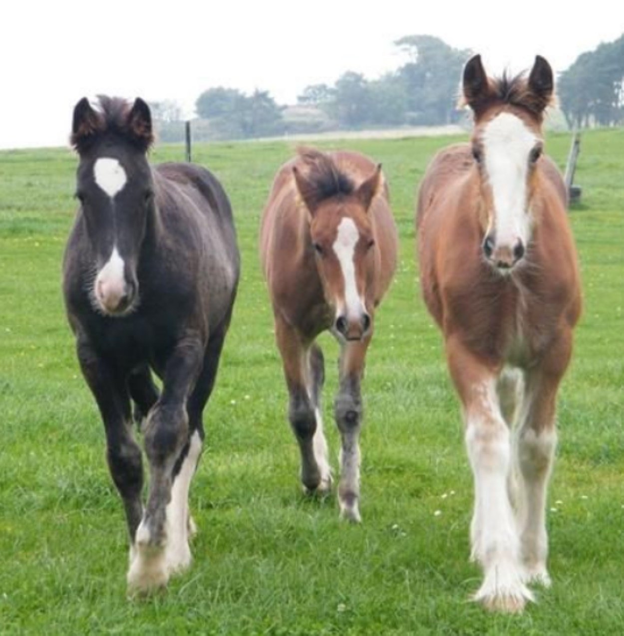 Three foals. 2 Clydesdale x and one pure clydesdale