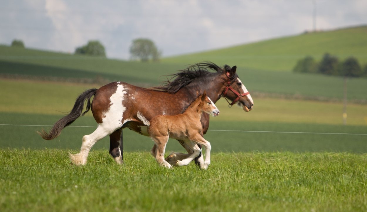 Clydesdale mum and foal running in the field at Strathorn Farm