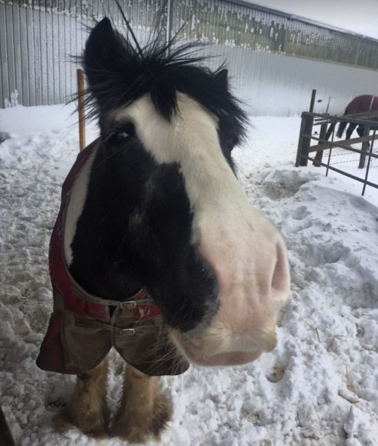 Horse outside in winter wearing a blanket