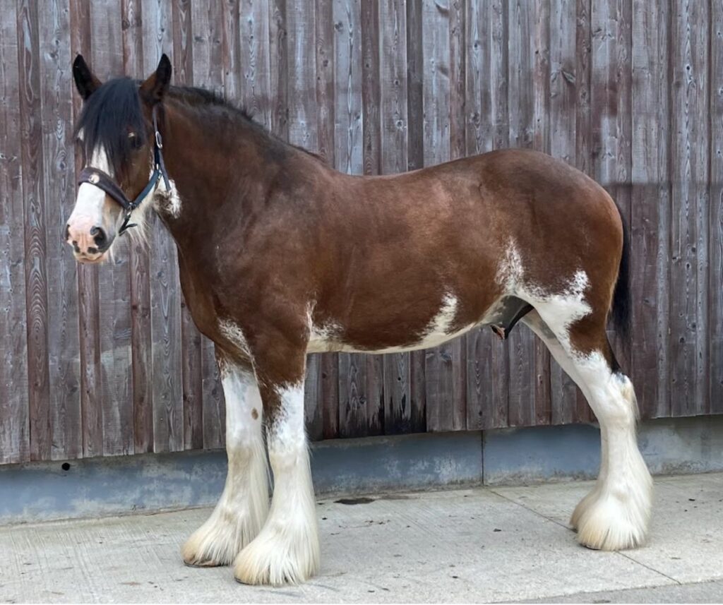 Clydesdale horses are often bay in colour