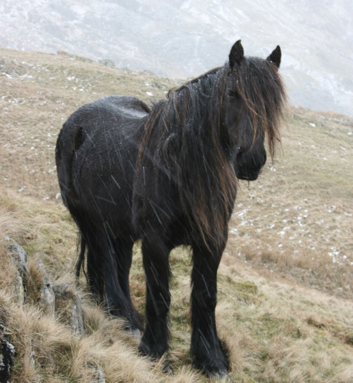 Fell pony on a wintry mountainside