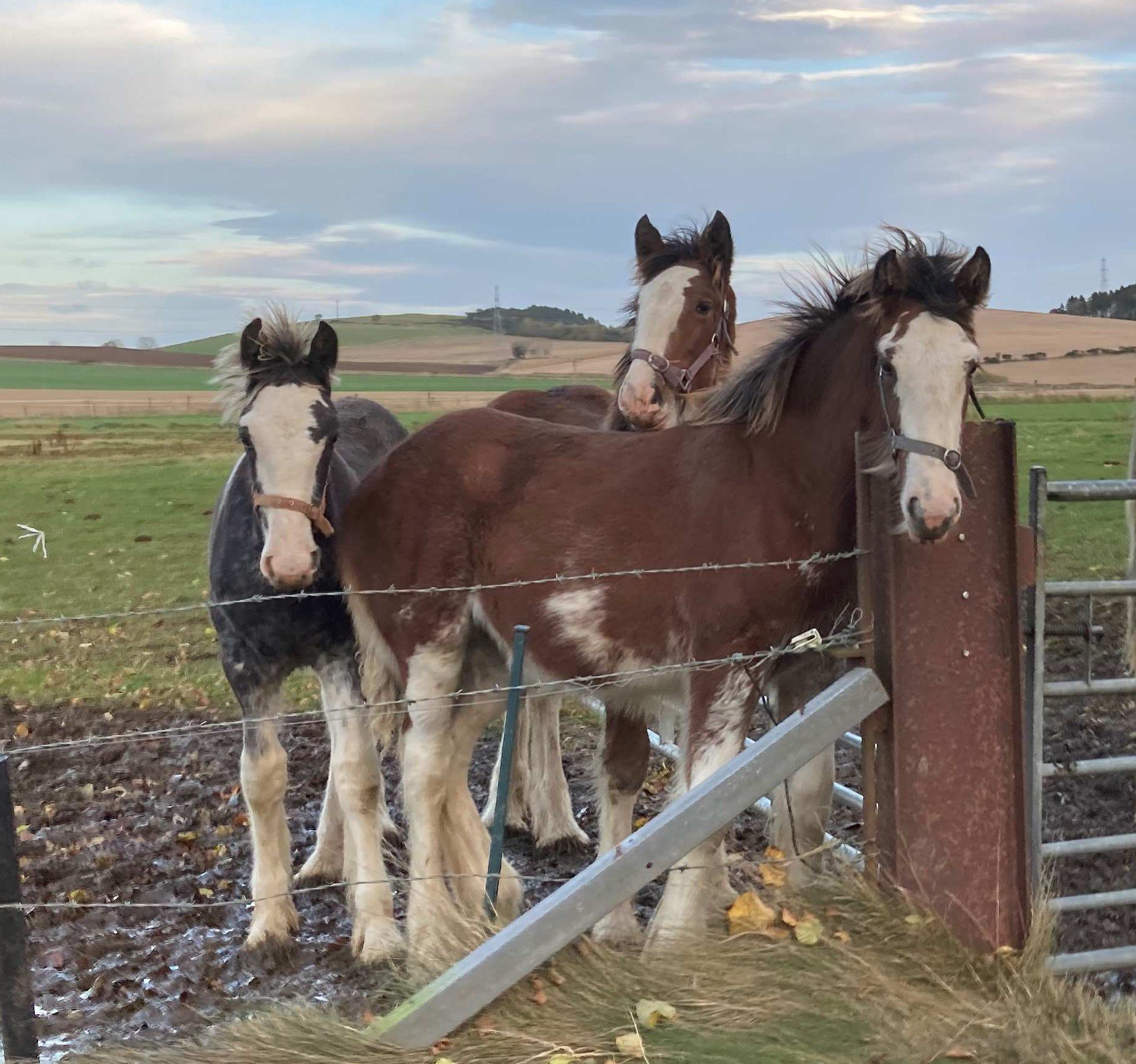 Cute Clydesdale Foals at Strathorn