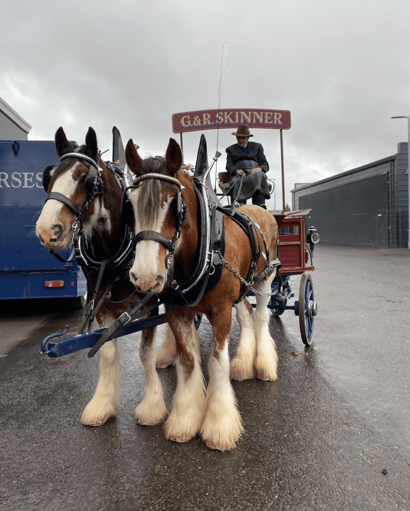 Pair of Clydesdales being driven by Geroge Skinner