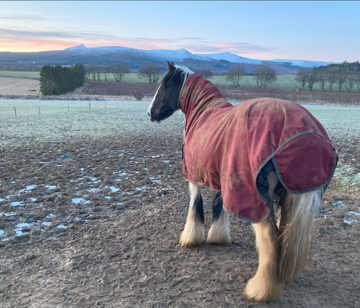 Pebbles the cob looking out over a frosty evening at Strathorn. Bennachie in the background