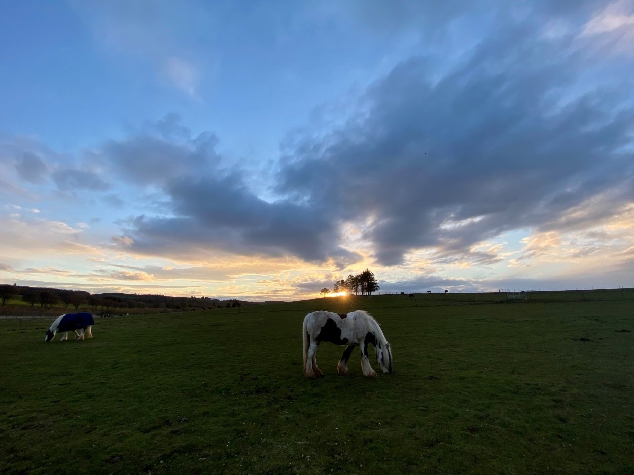 Horses Grazing in Scotland