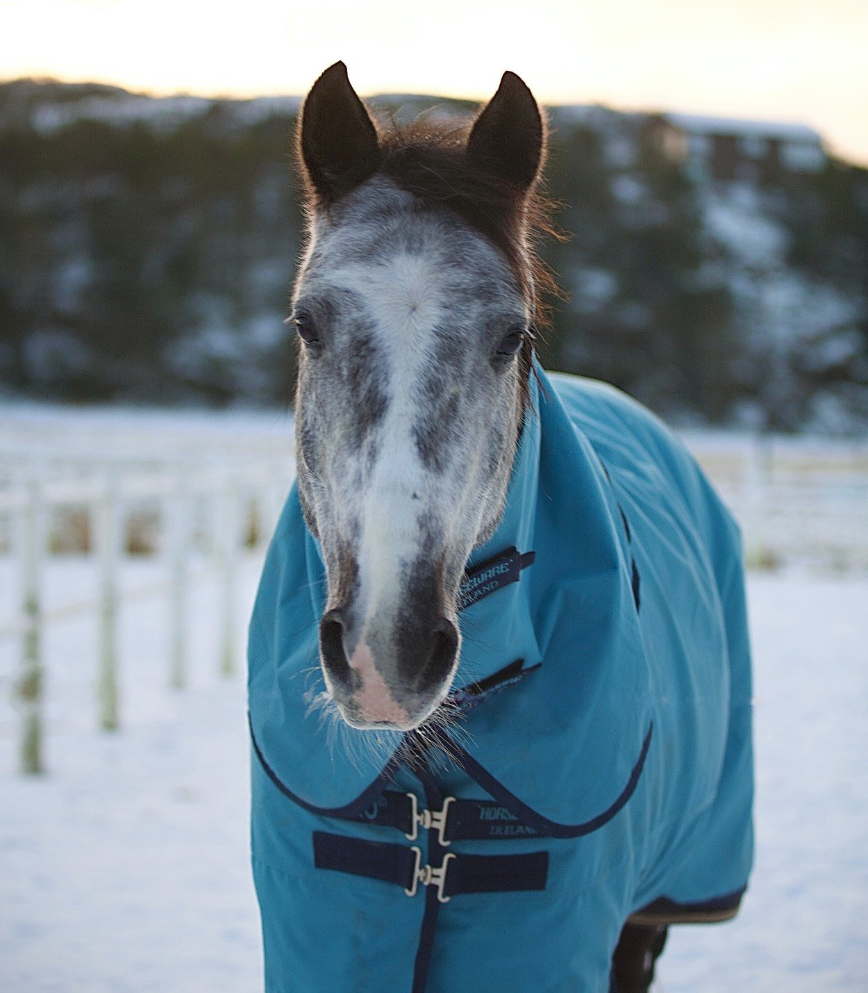 Horse in a blanket in winter