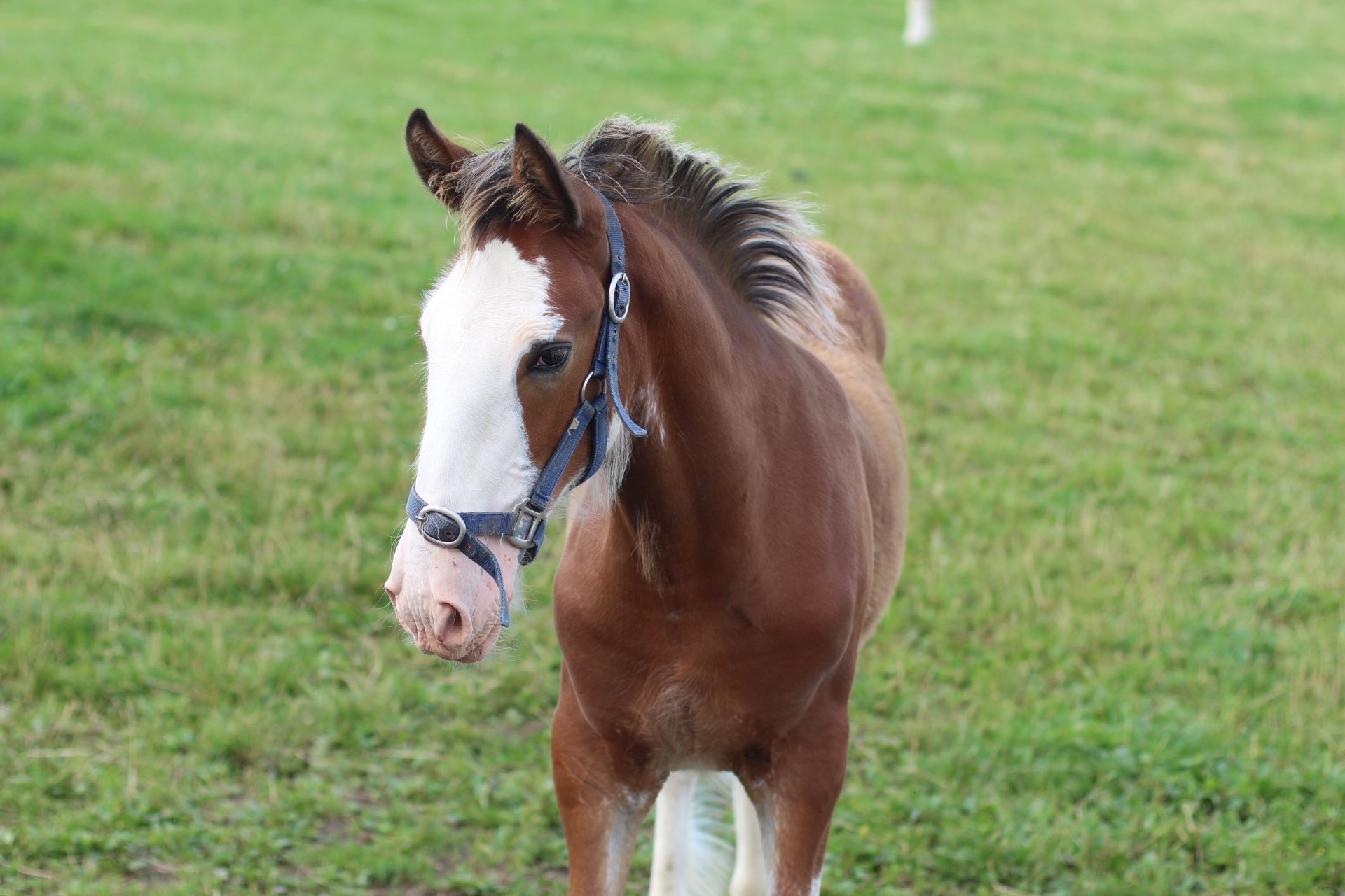 Baby Clydesdale