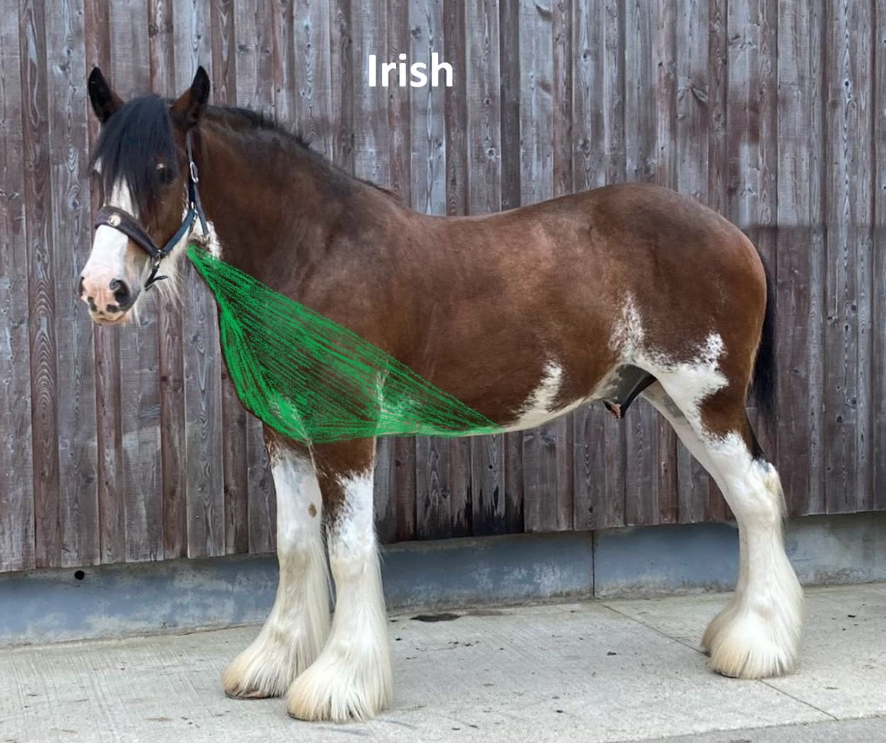 Clydesdale displaying an Irish clip
