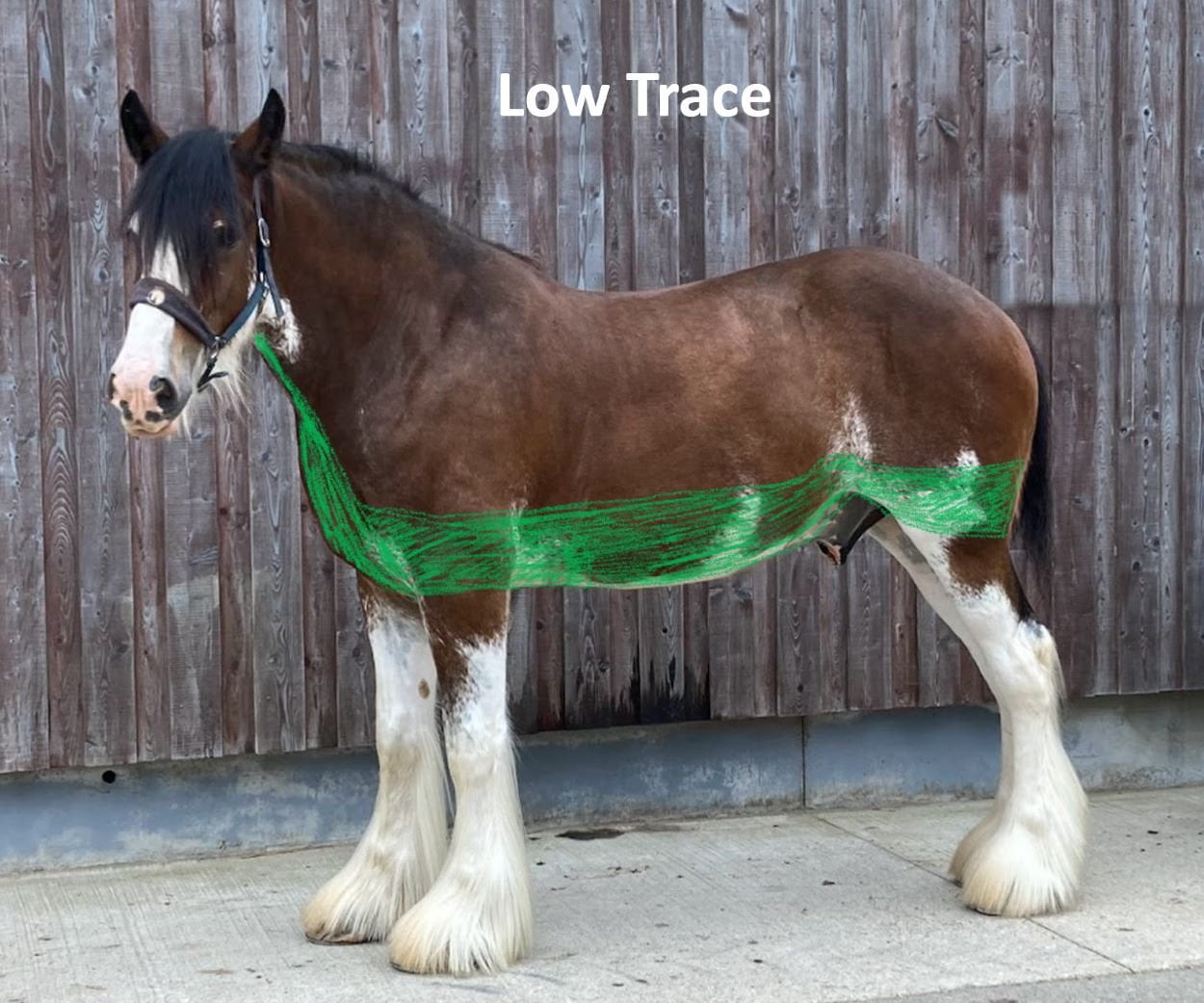 Clydesdale displaying a low trace clip