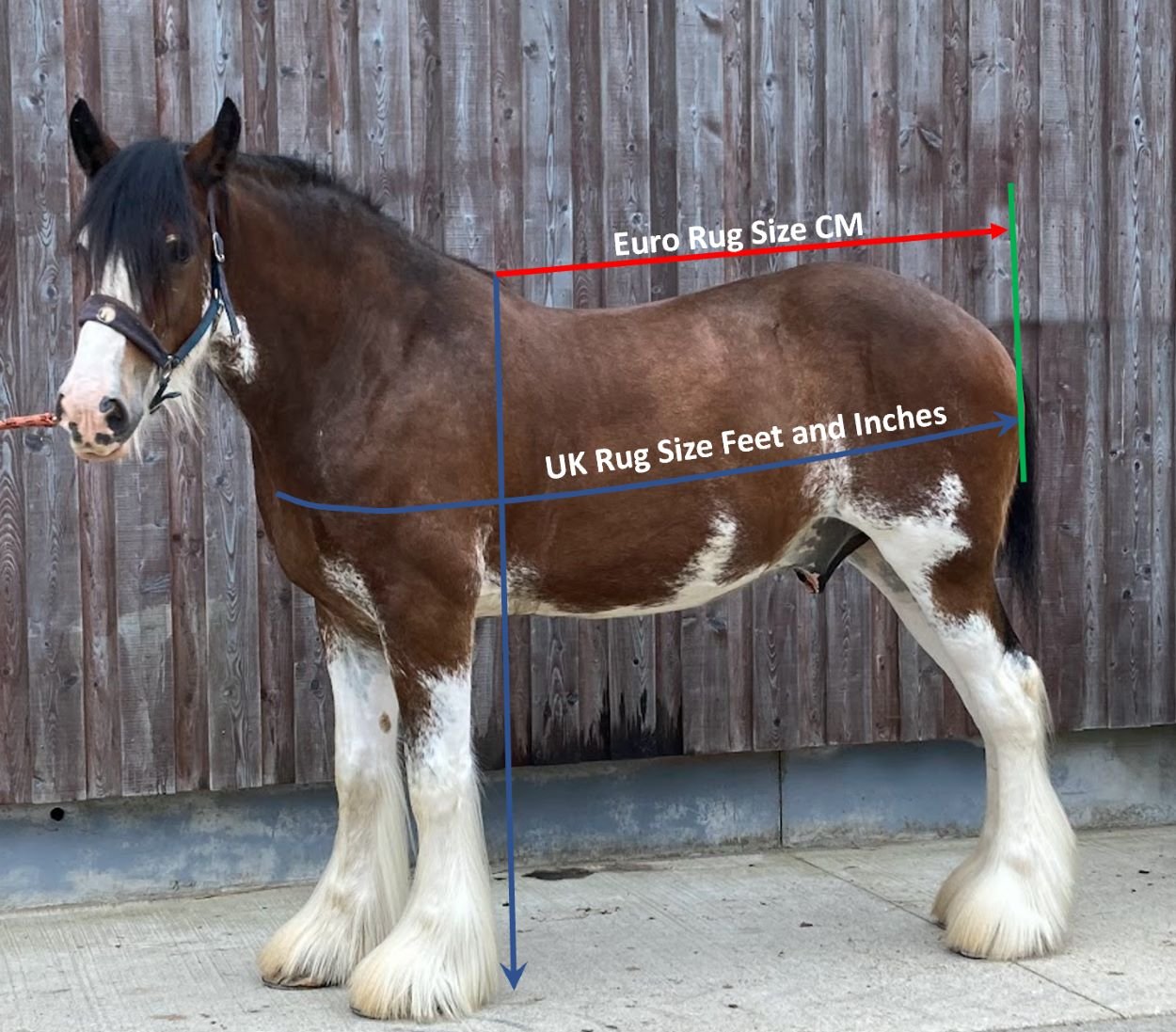 How to measure a horse for a rug or blanket