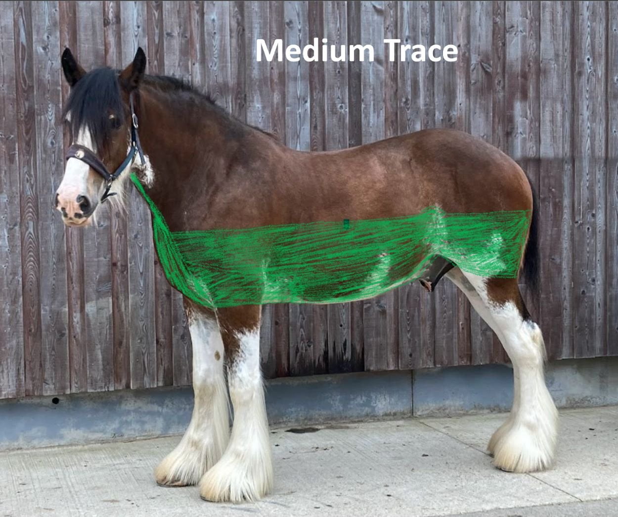 Clydesdale displaying a medium trace clip