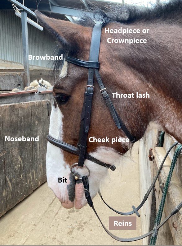 Parts of the bridle