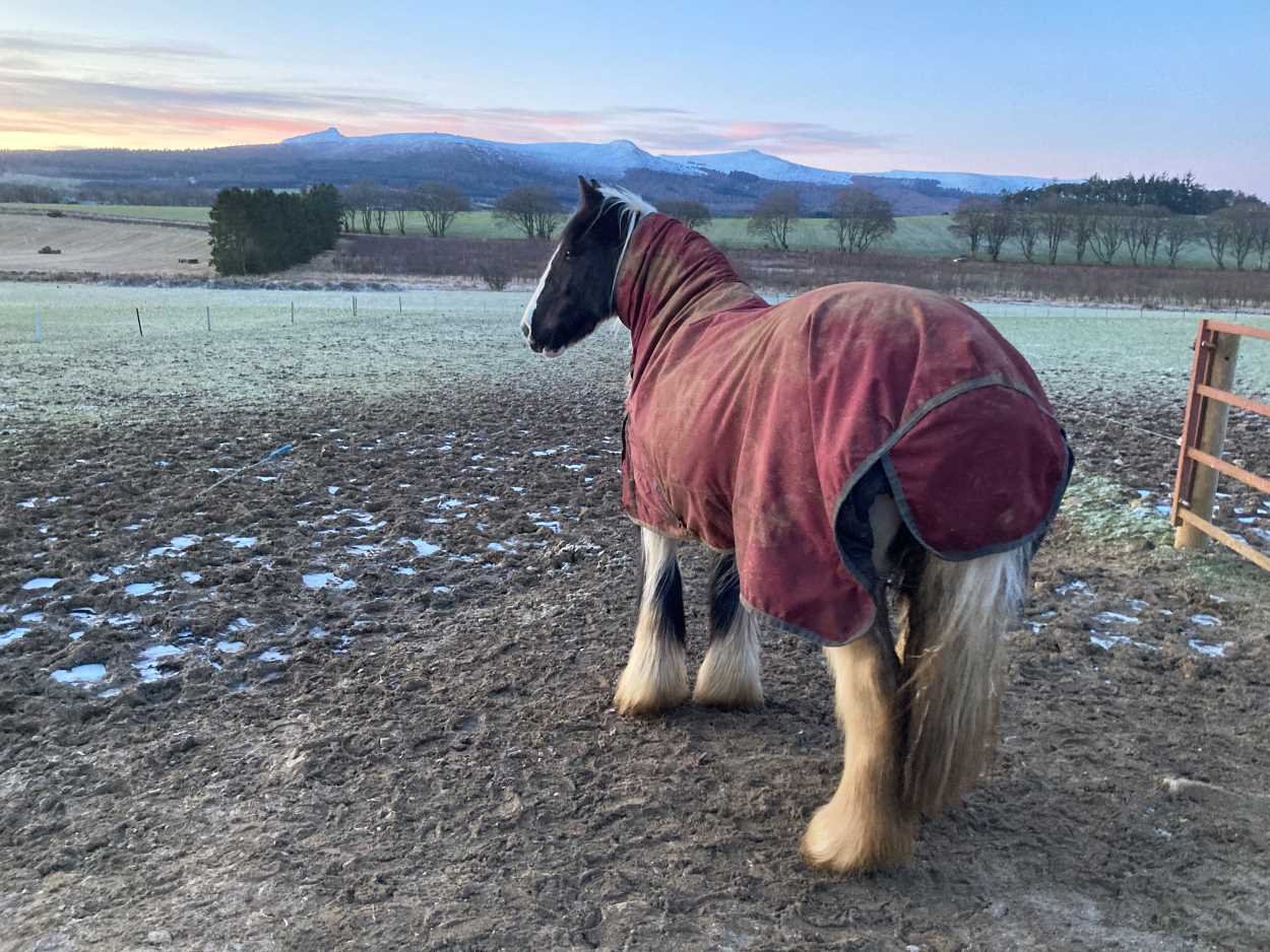 Pebbles the horse looking at bennachie in winter