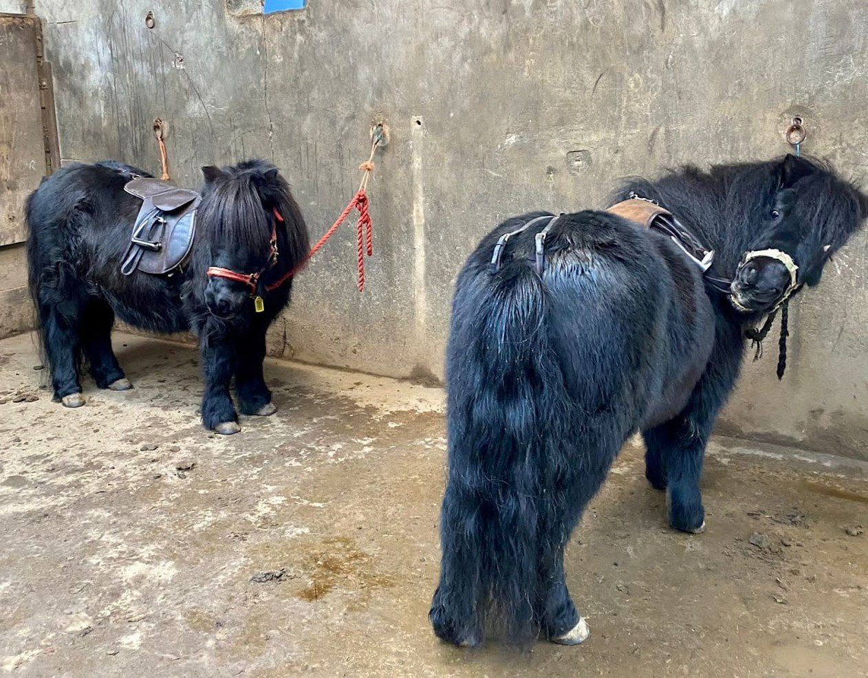 Two shetland ponies tied up ready to ride
