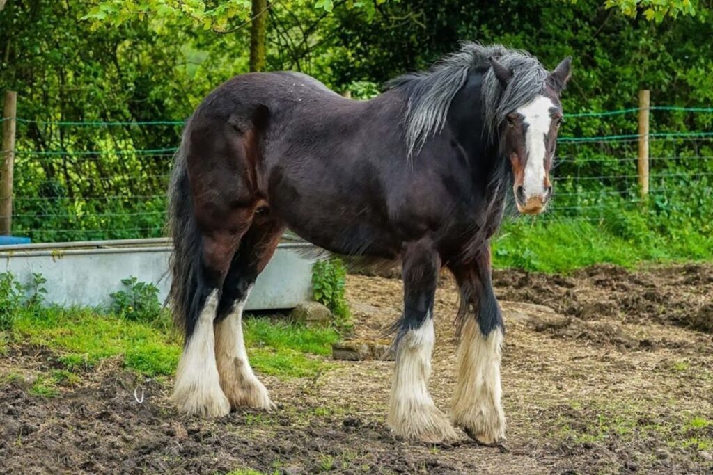 Shire horse, one of the tallest breeds