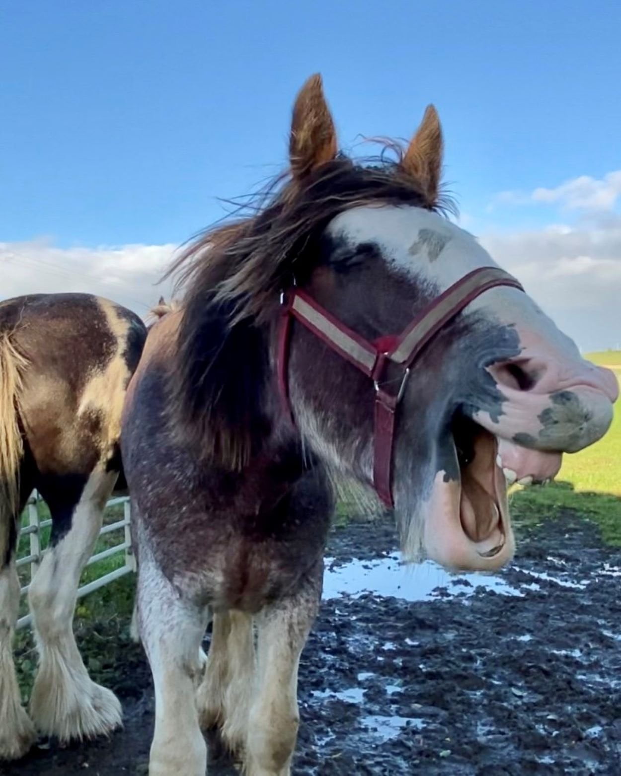 Clydesdale horse yawning at Strathorn