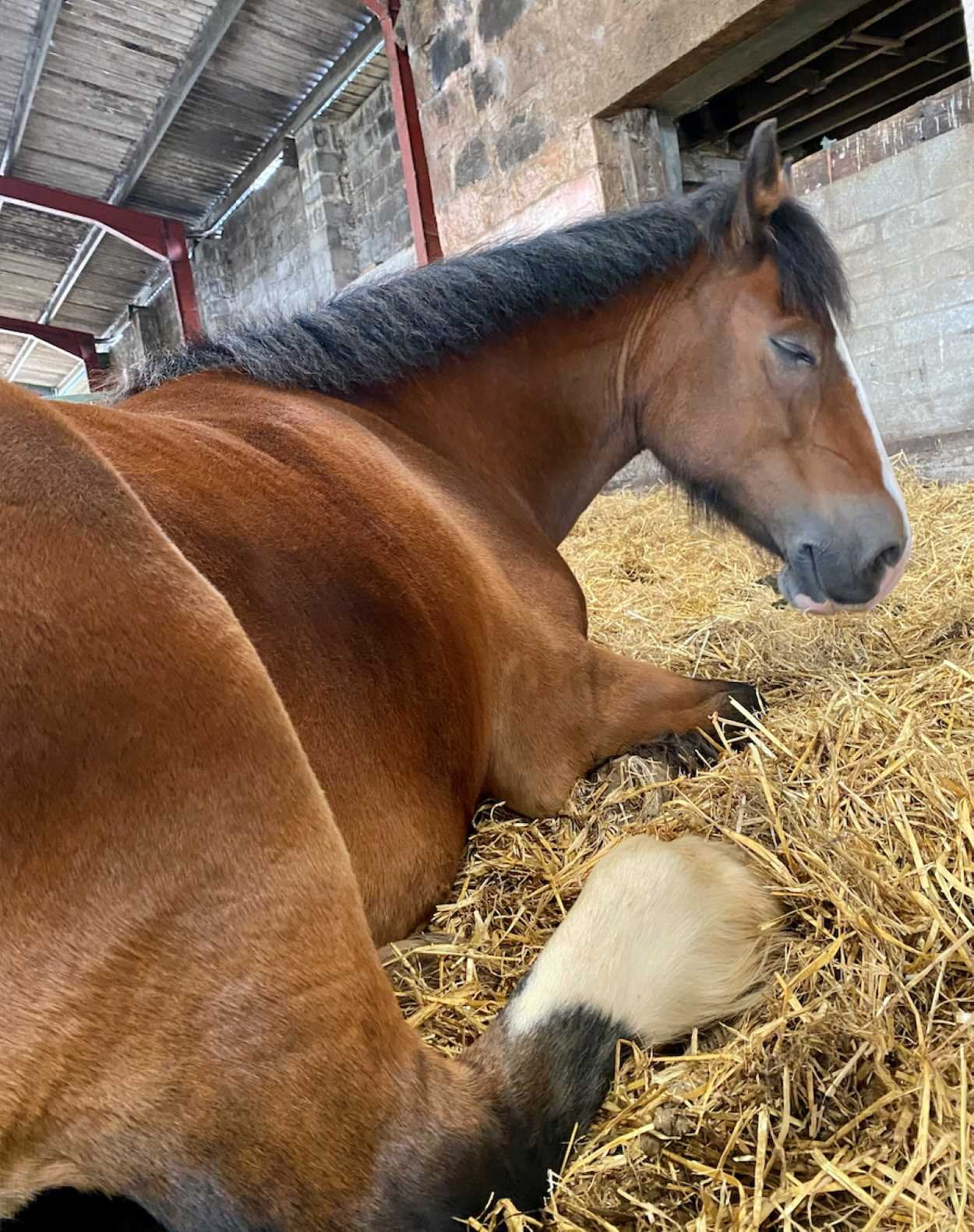 A bay clydesdale cross welsh horse having a snooze in a straw bed