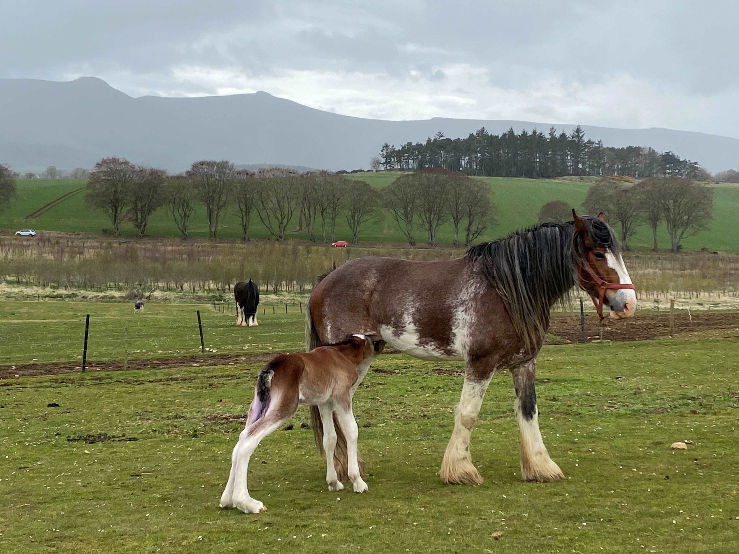 Clydedale foal drinking milk from his mother at strathorn in front of bennachie