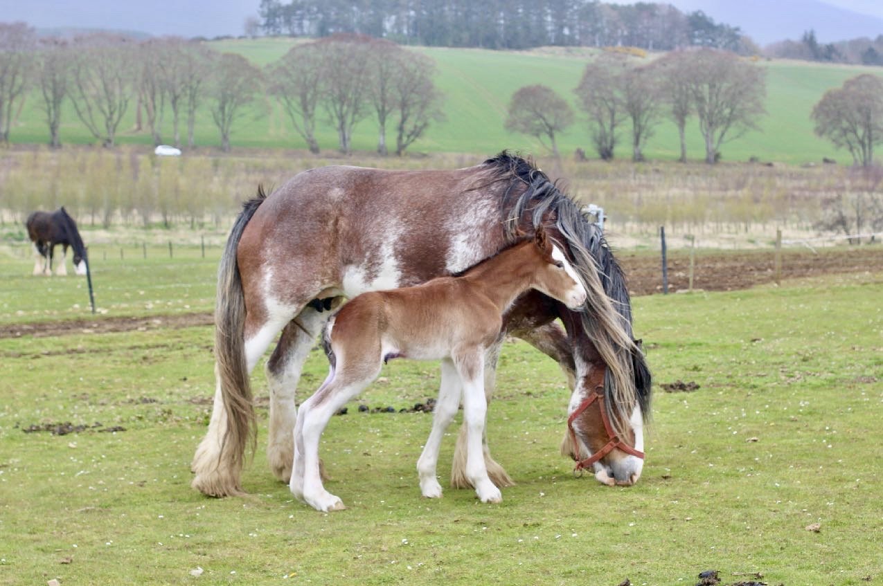 Mother and Foal Clydesdale at strathorn farm