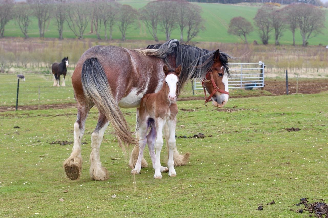 Clydesdale Foal looks at the camera at strathorn