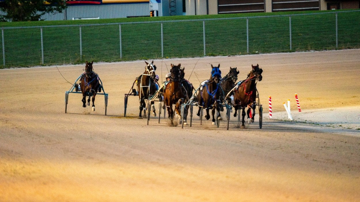 How Many Horse Breeds Are There? | Strathorn Farm Stables
