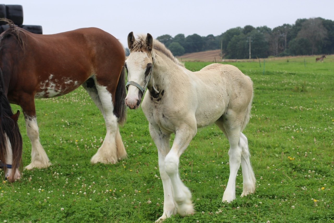 Cute Baby Clydesdale at Strathorn