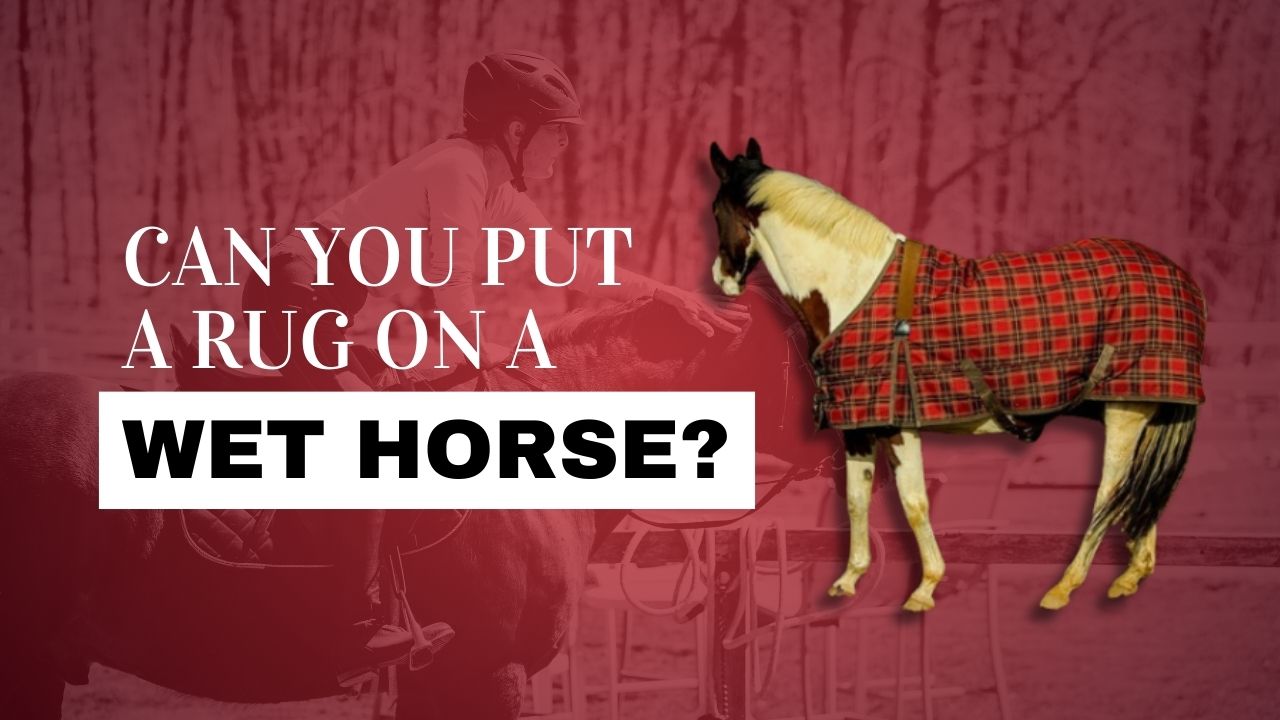 https://www.strathornfarm.co.uk/wp-content/uploads/2023/08/86-Can-You-Put-A-Rug-On-A-Wet-Horse.jpg