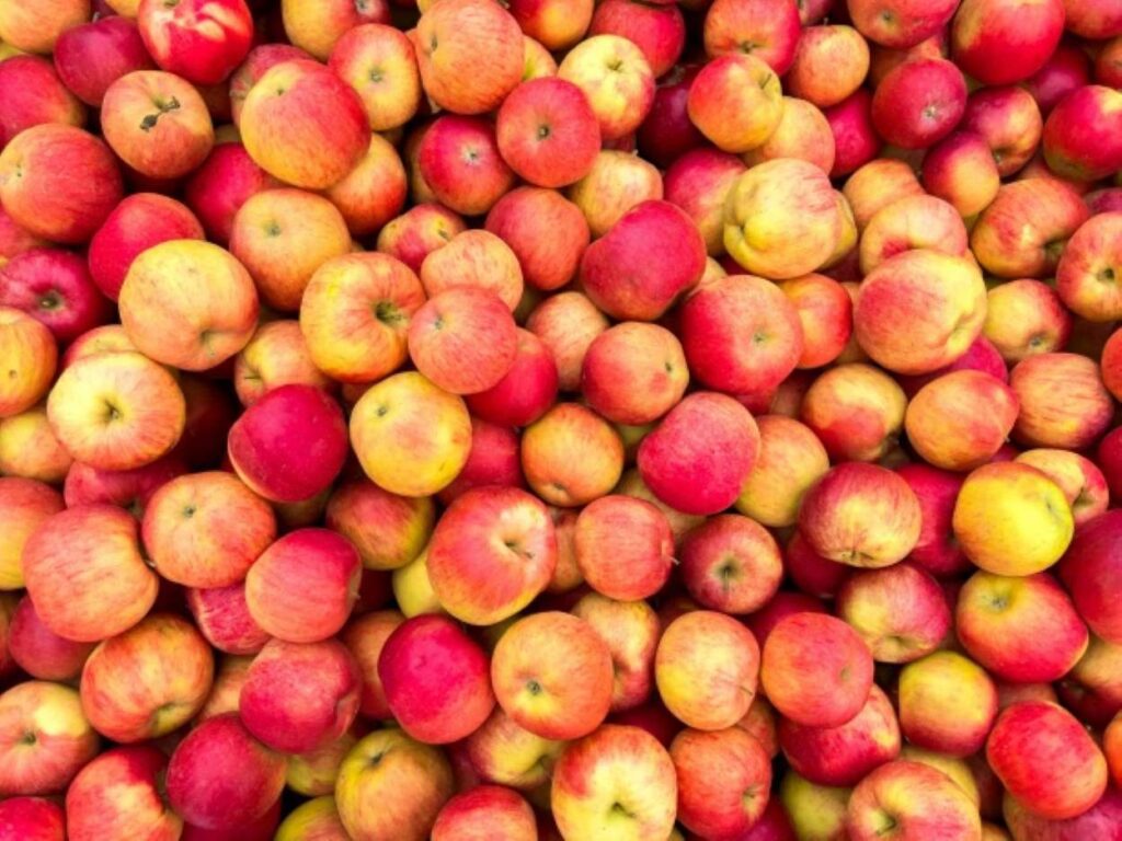 hundreds of Red and yellow apples