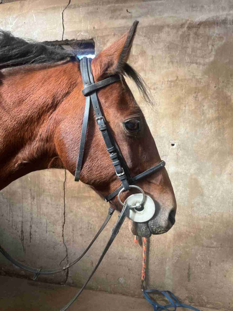 How to put on a bridle