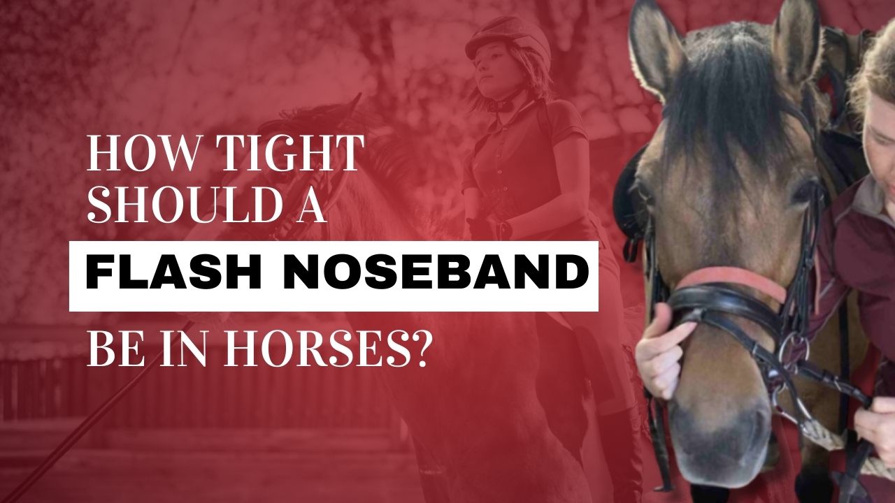 How Tight Should A Flash Noseband Be?