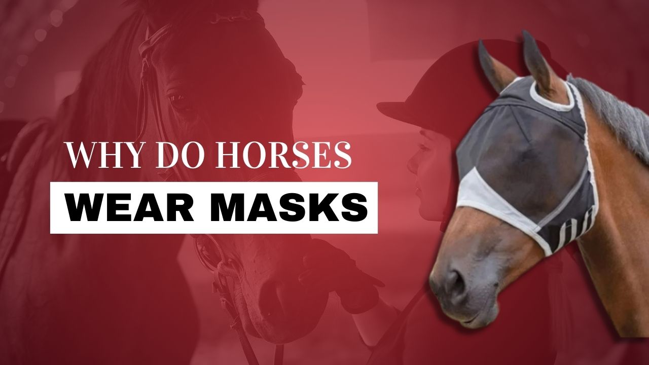 The 11 Best Ways To Wear A Horse Mask From You39re Doing It The 11 Best Ways To Wear A Horse Mask From You39re Doing It