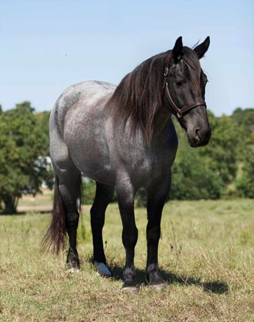 Blue Roan Percheron horse