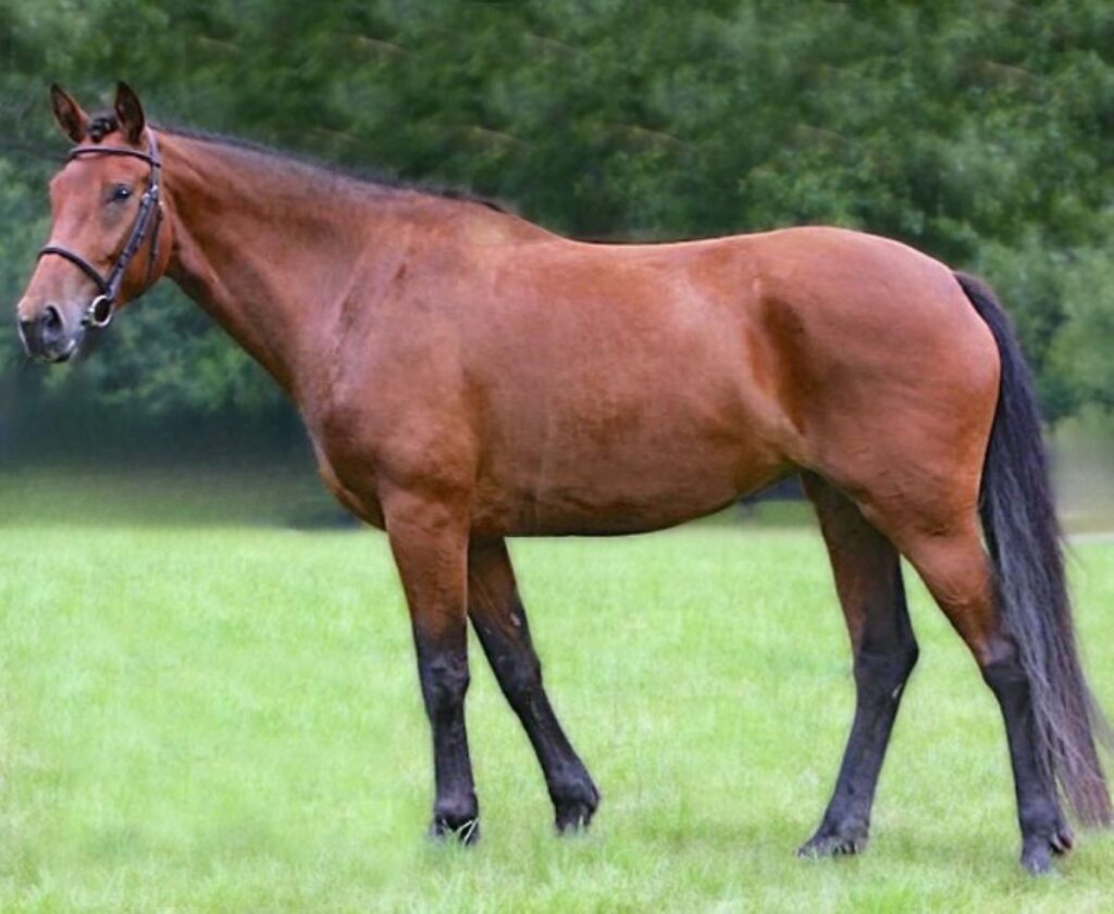 Irish Draught horse