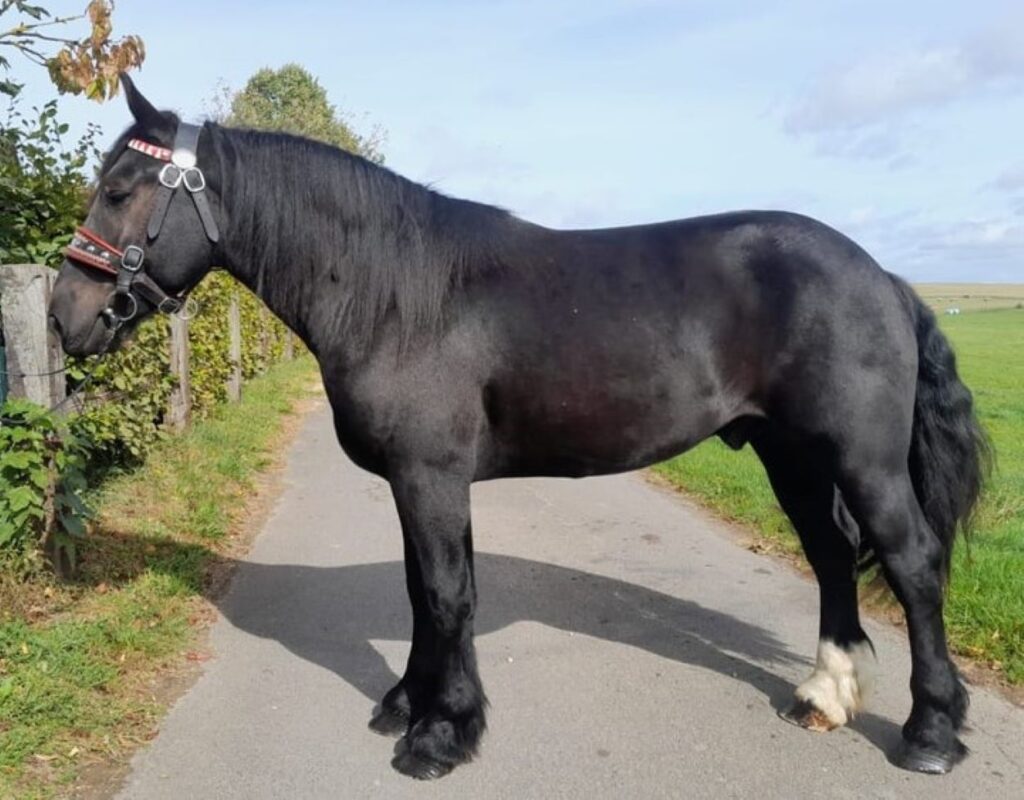 Percheron horse. Often used as police horses