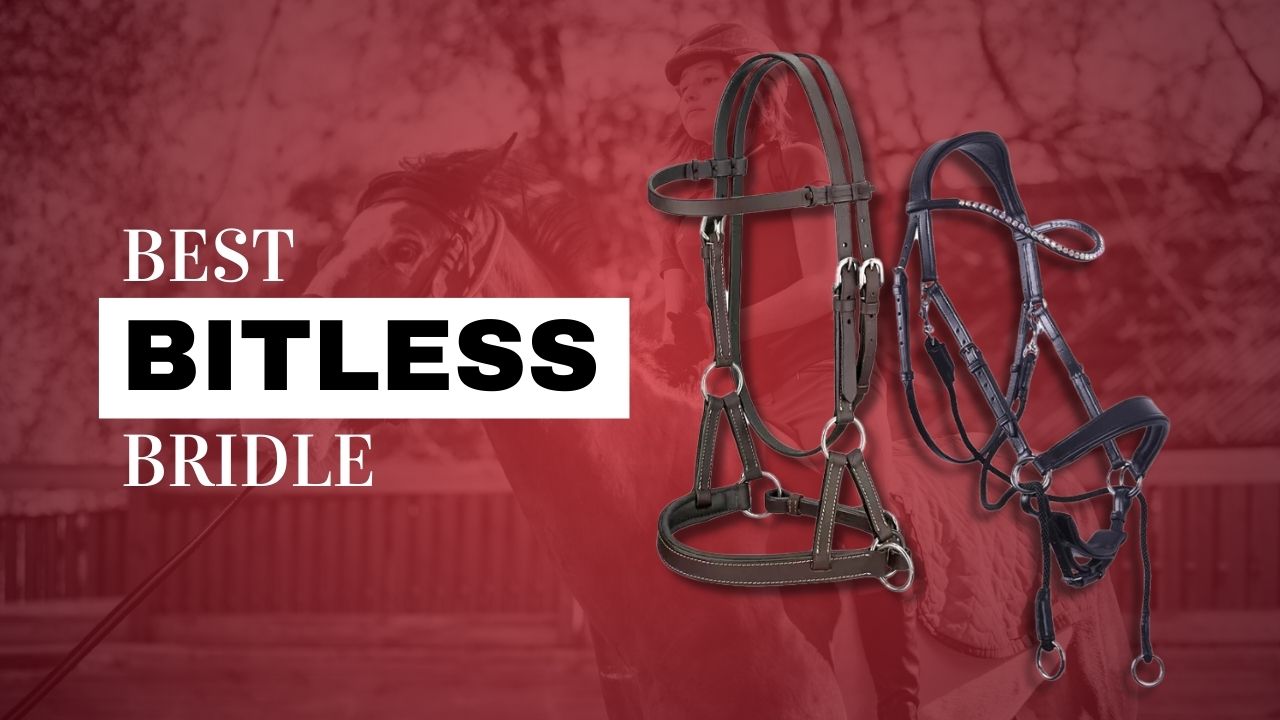 Simple System PuraBeet – Bitless & Natural Equestrian Centre