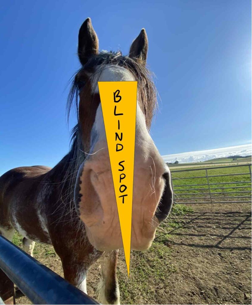 Blind spot in a horse's vision