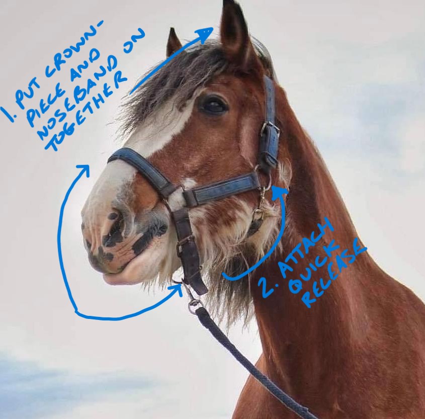 How to put on a headcollar