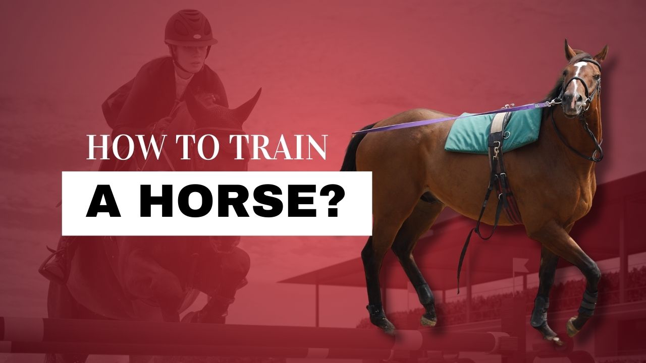 How To Train A Horse