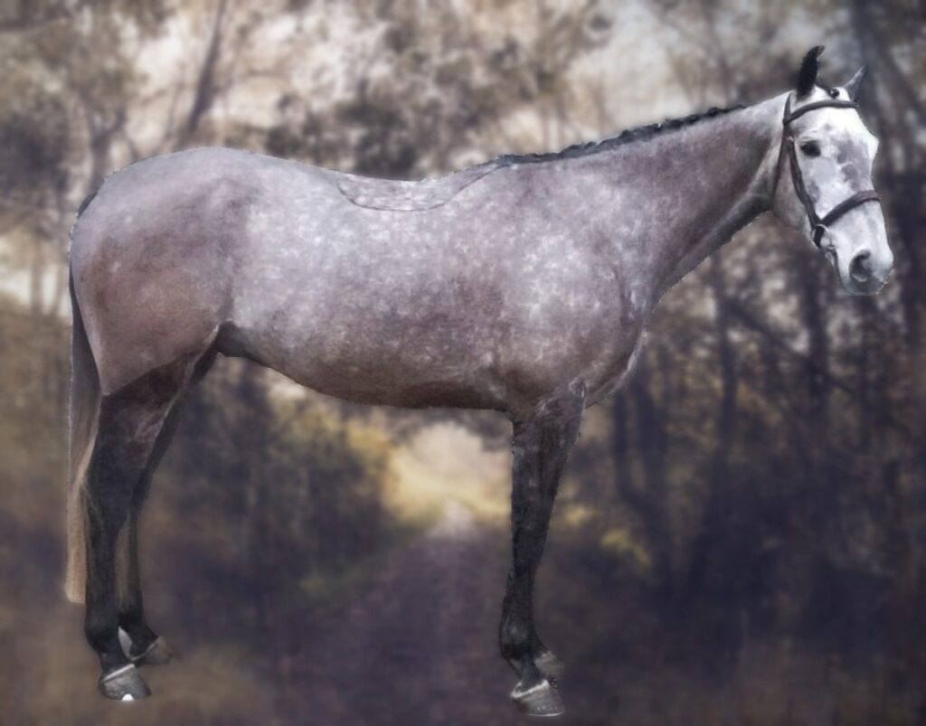 Irish draft horse.  Dapple grey