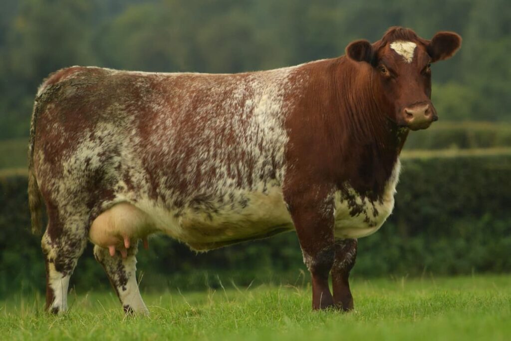 Beef shorthorn cow