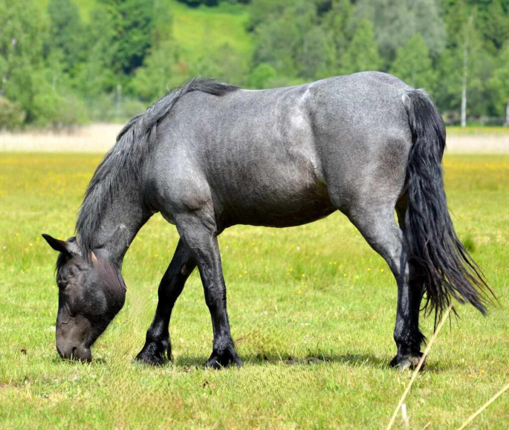 Tru blue roan horse
